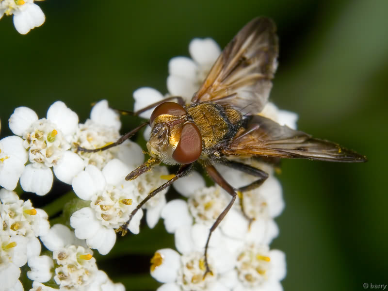 Ectophasia crassipennis (Fabricius, 1794)